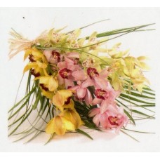 Orchid Delight Orchid Delight